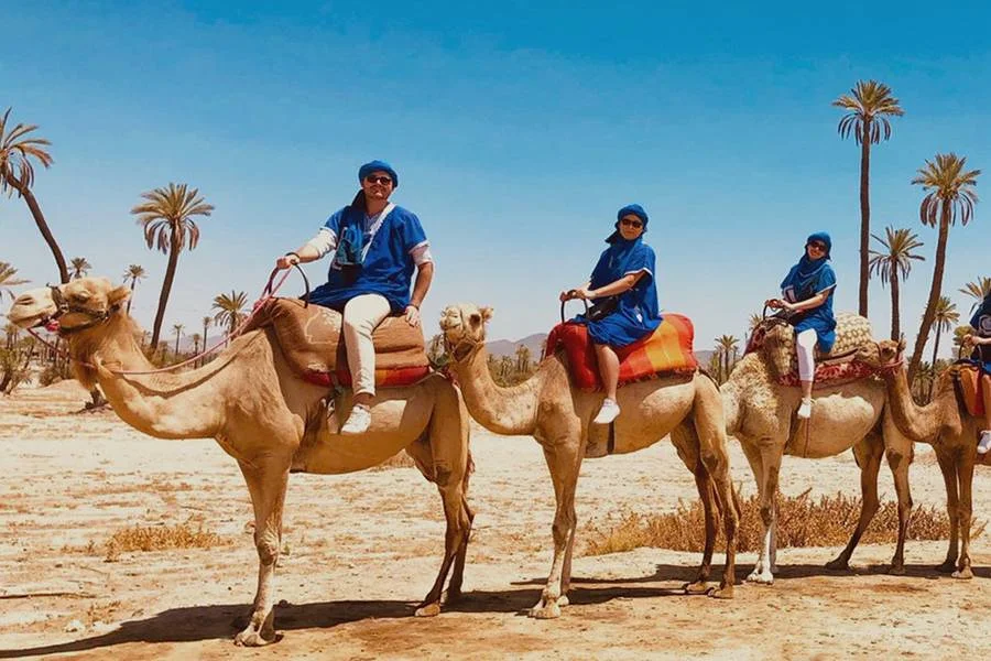 Camel Activity